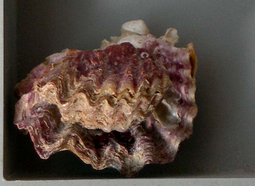 dendrostrea frons